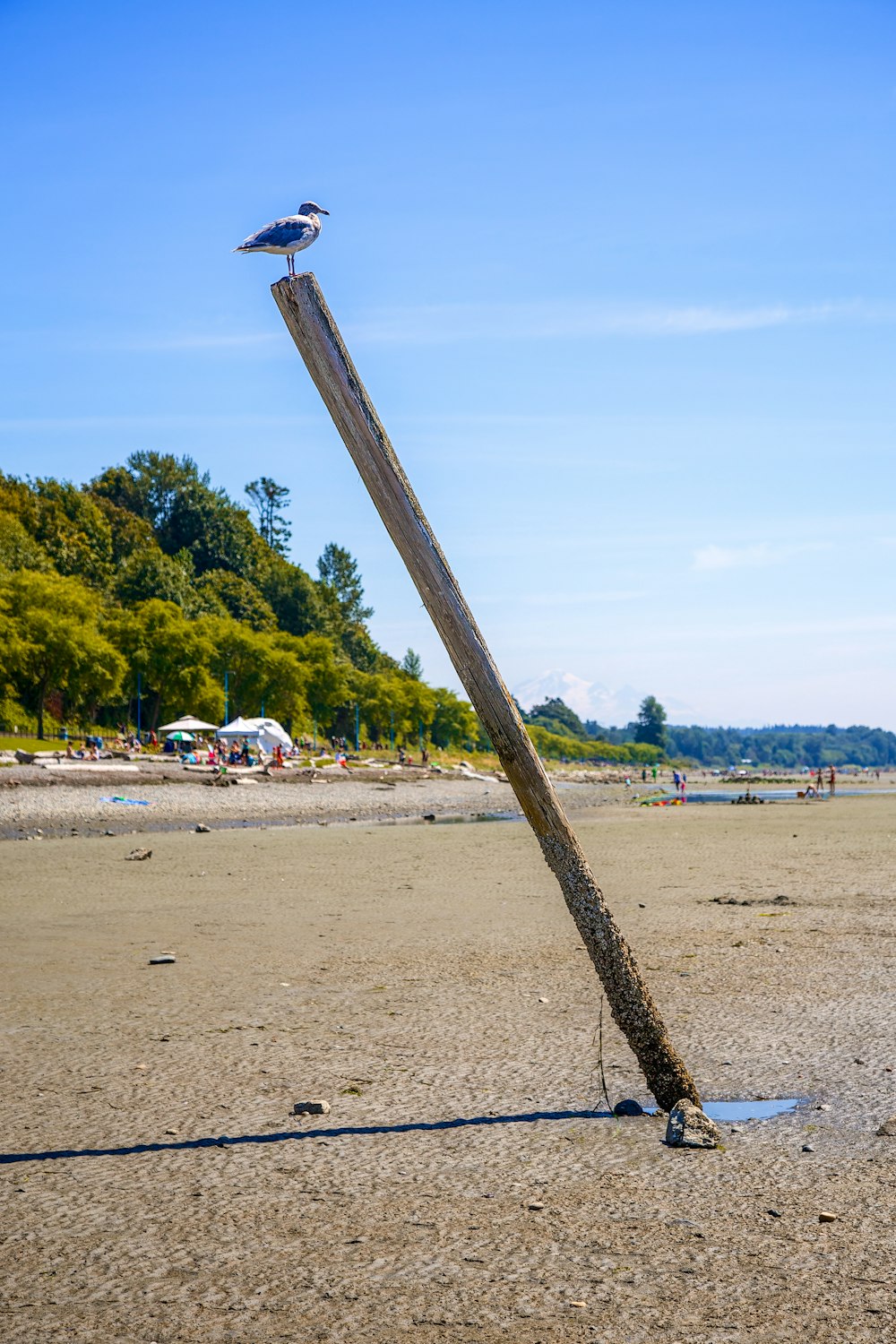 a bird sitting on top of a wooden pole on a beach