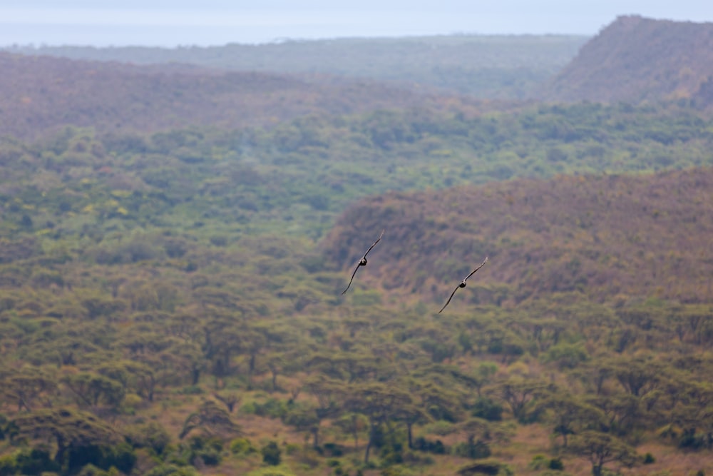 a couple of birds flying over a lush green hillside