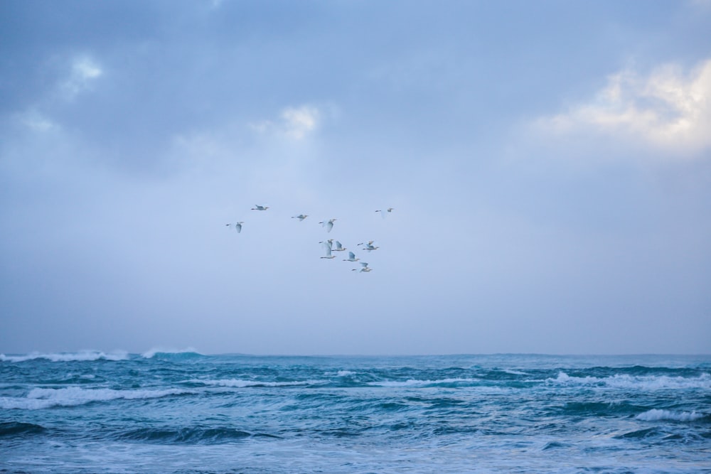 a flock of birds flying over the ocean