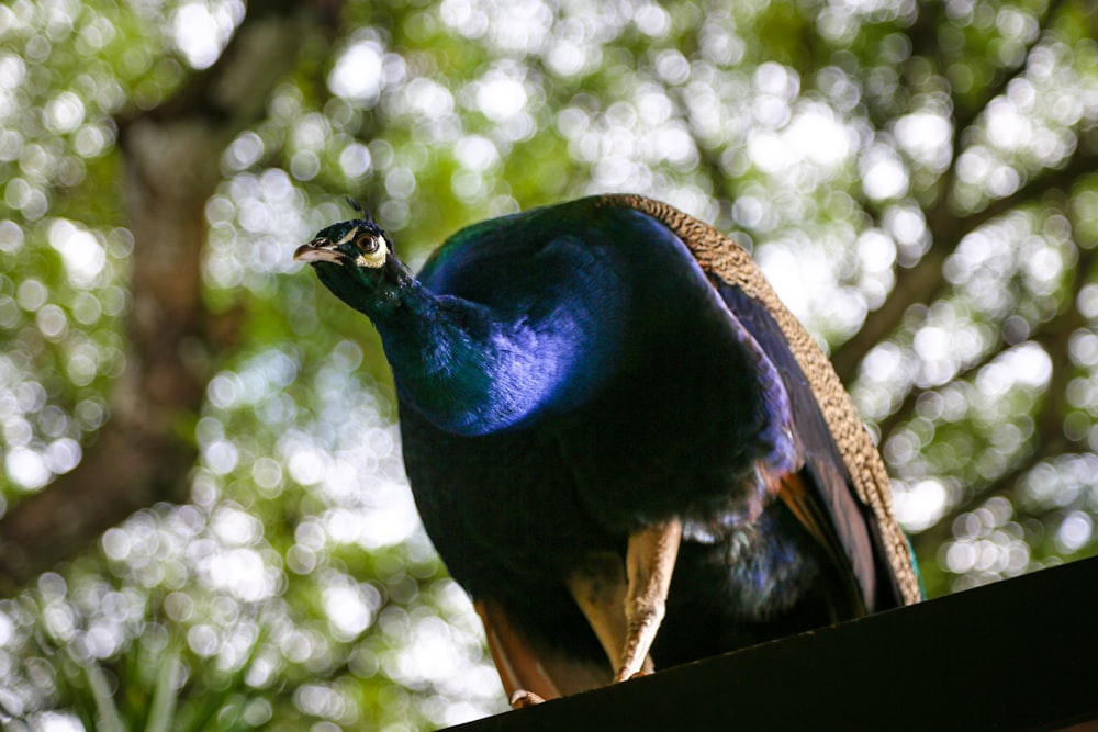 a peacock sitting on top of a wooden fence