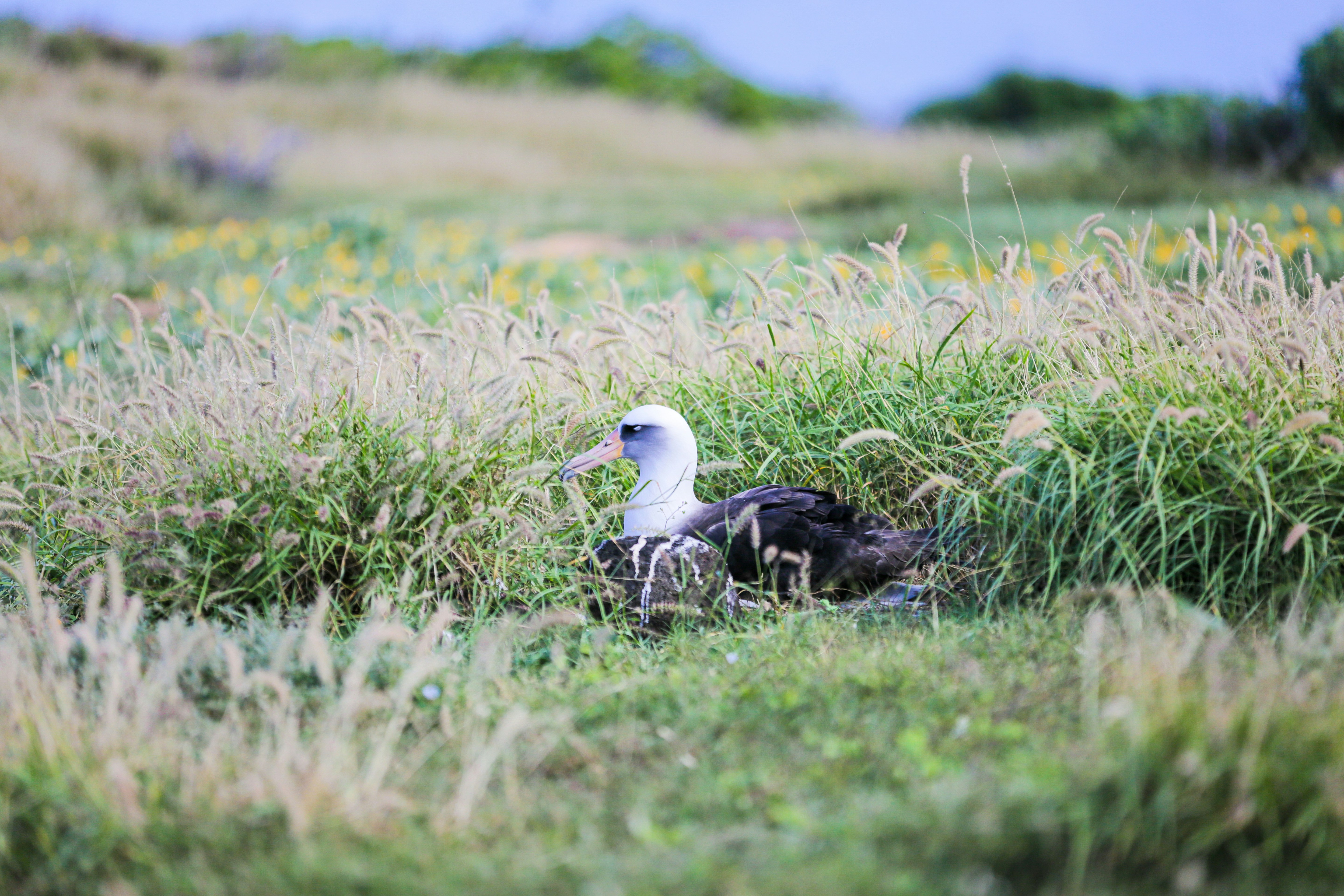 a bird is sitting in the tall grass