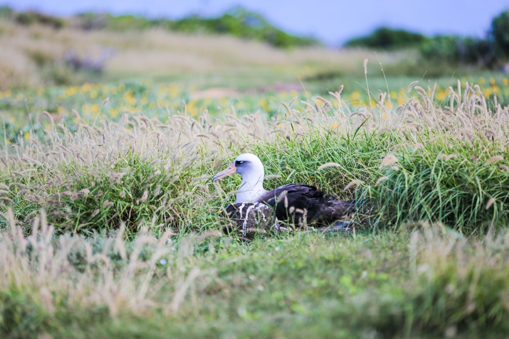 a bird is sitting in the tall grass