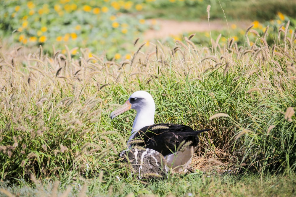 a bird is sitting in the tall grass