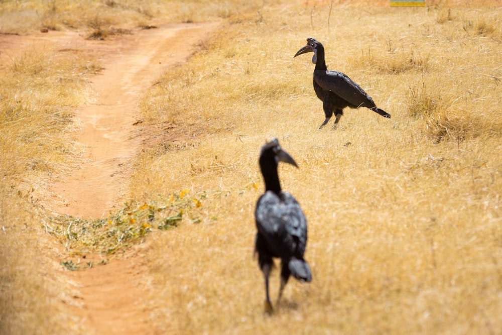 a couple of birds walking across a dry grass field
