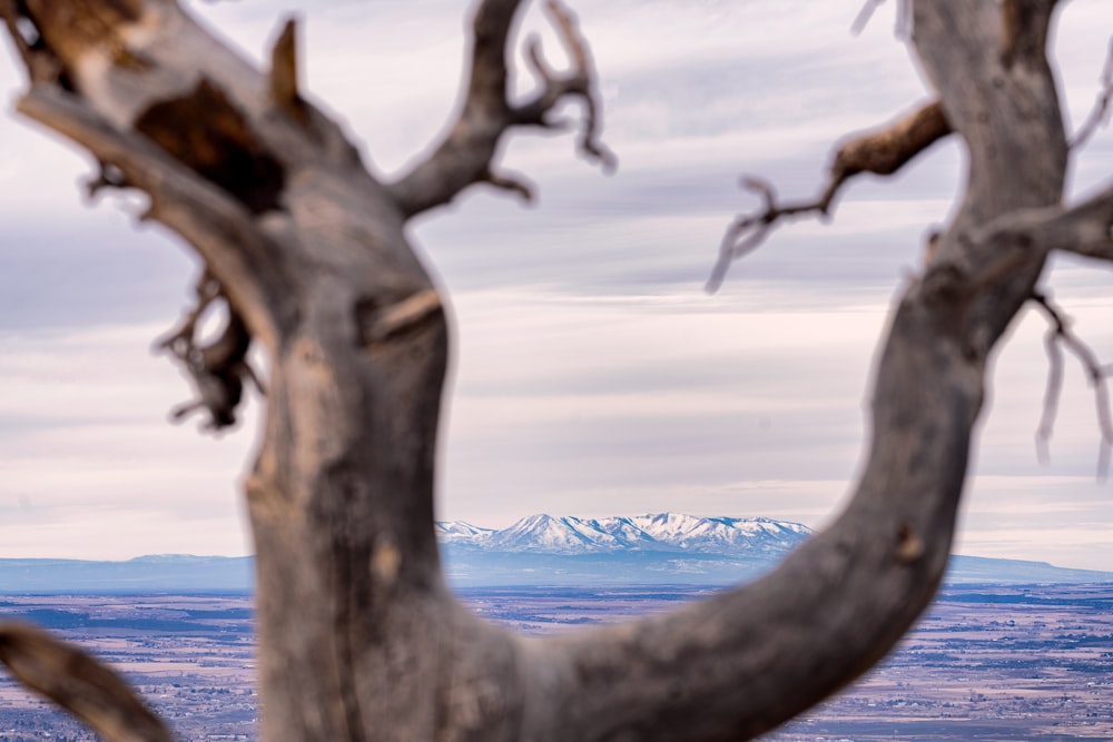 a tree with a mountain in the background