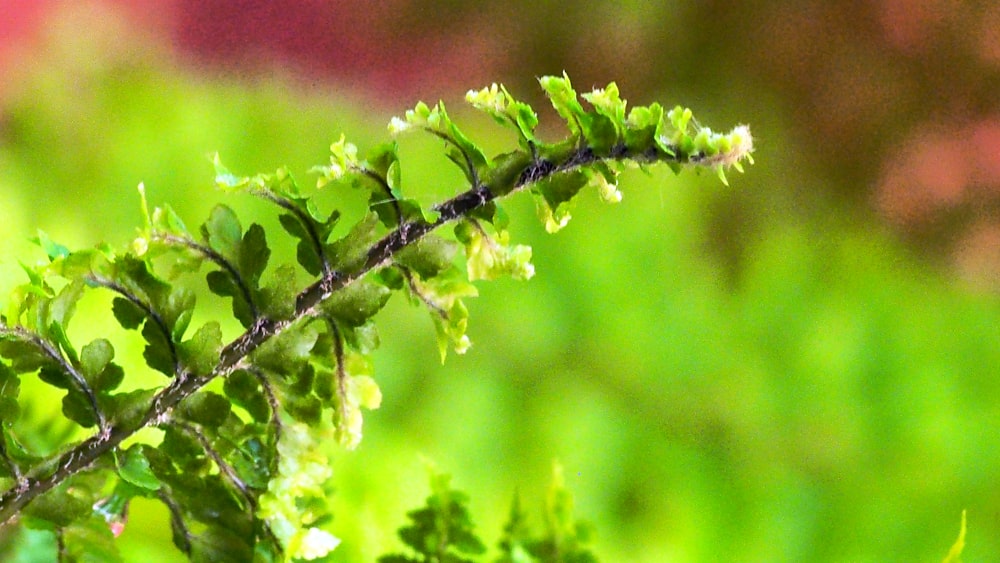 Un primer plano de una planta verde con hojas