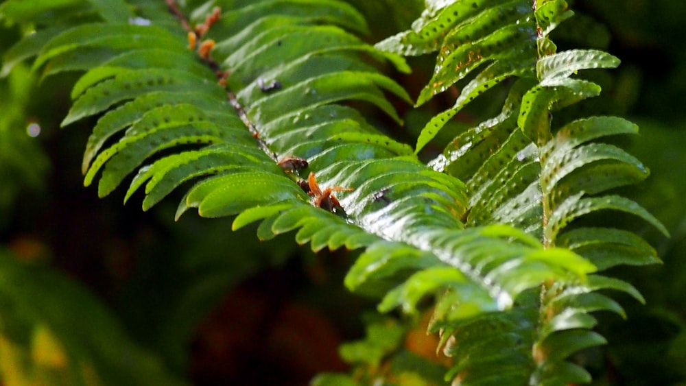 a close up of a fern leaf with drops of water on it