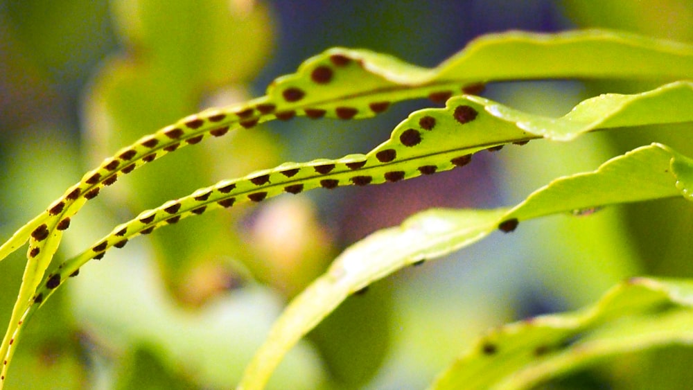 a close up of a leaf with dots on it