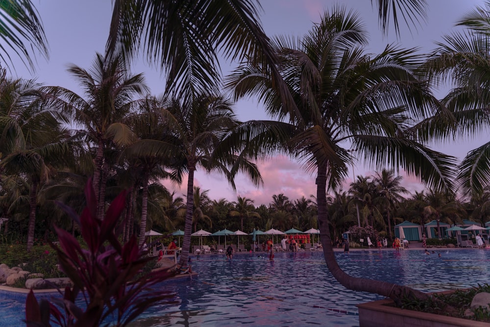 a large pool surrounded by palm trees and umbrellas