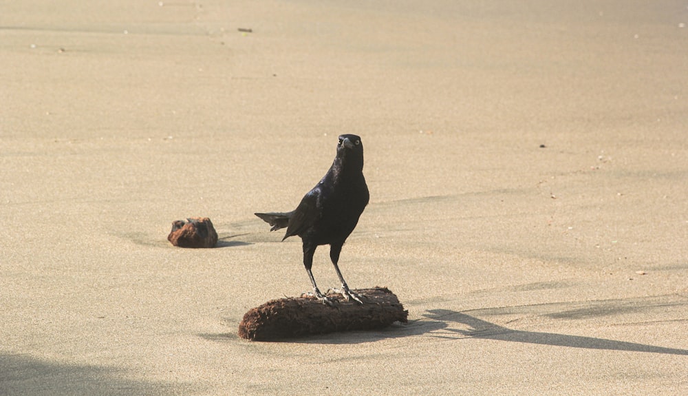 a black bird standing on top of a log on a beach