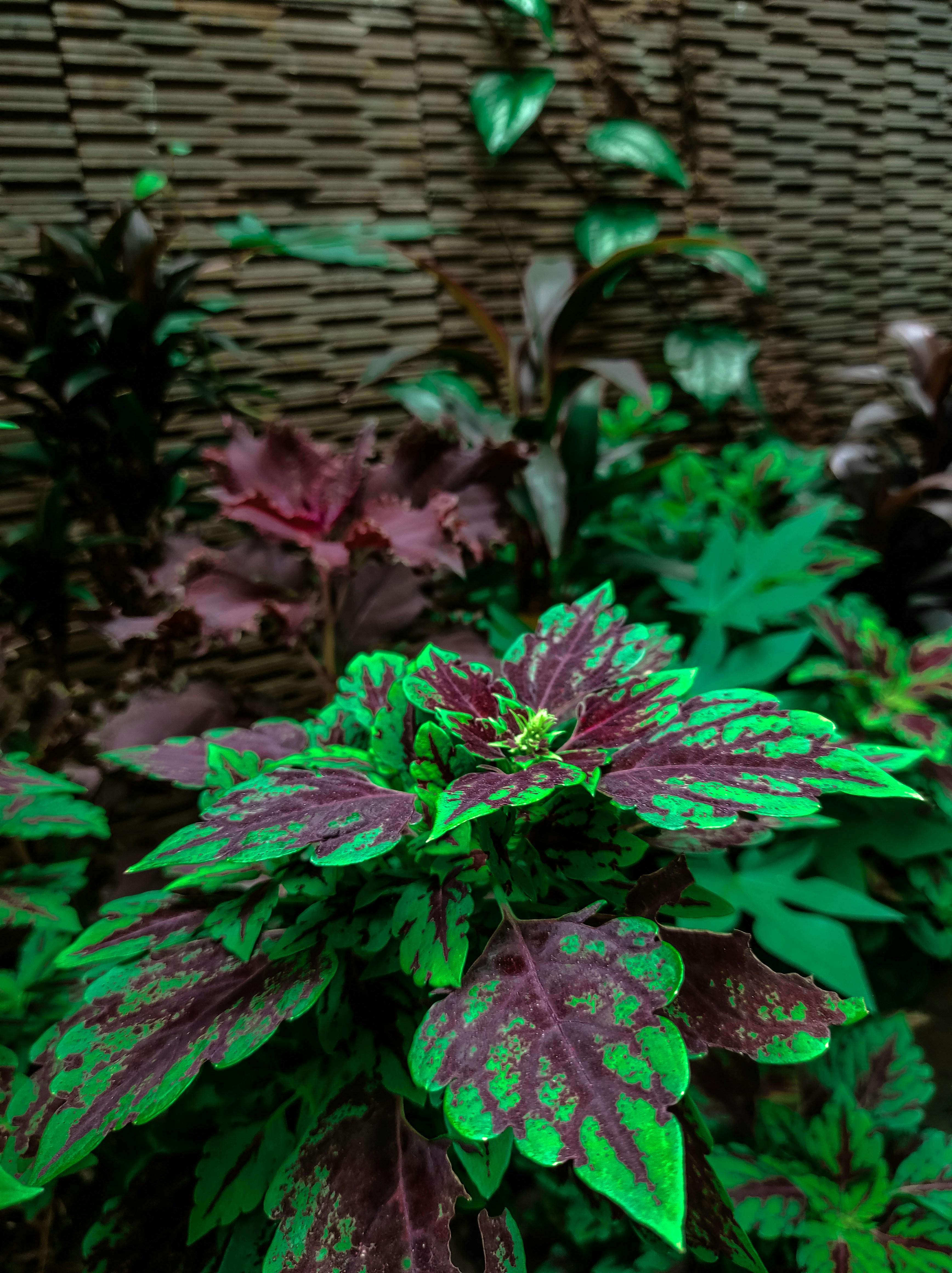 close-up tanaman dengan daun hijau dan ungu