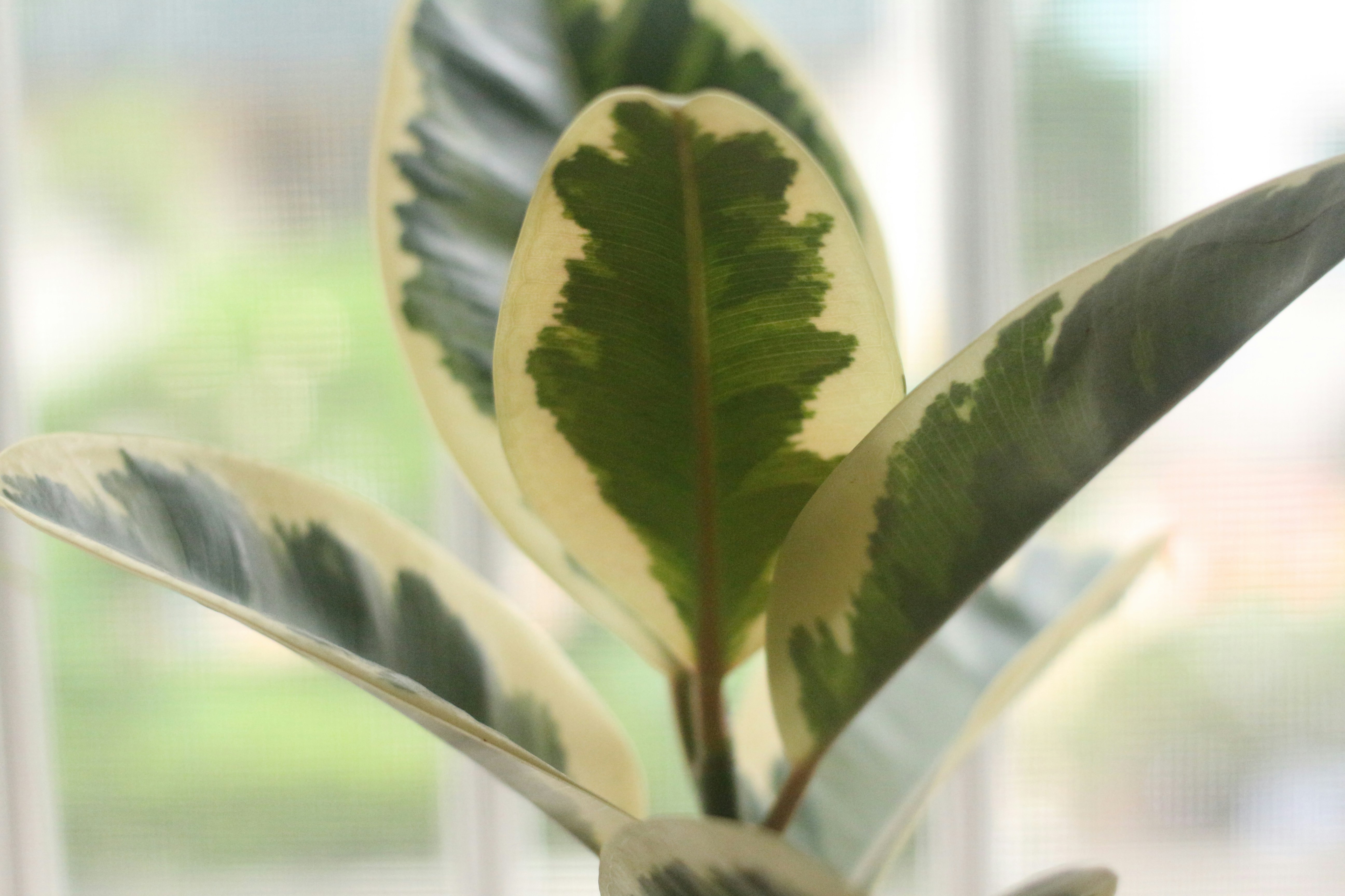 Photo by applepicker1