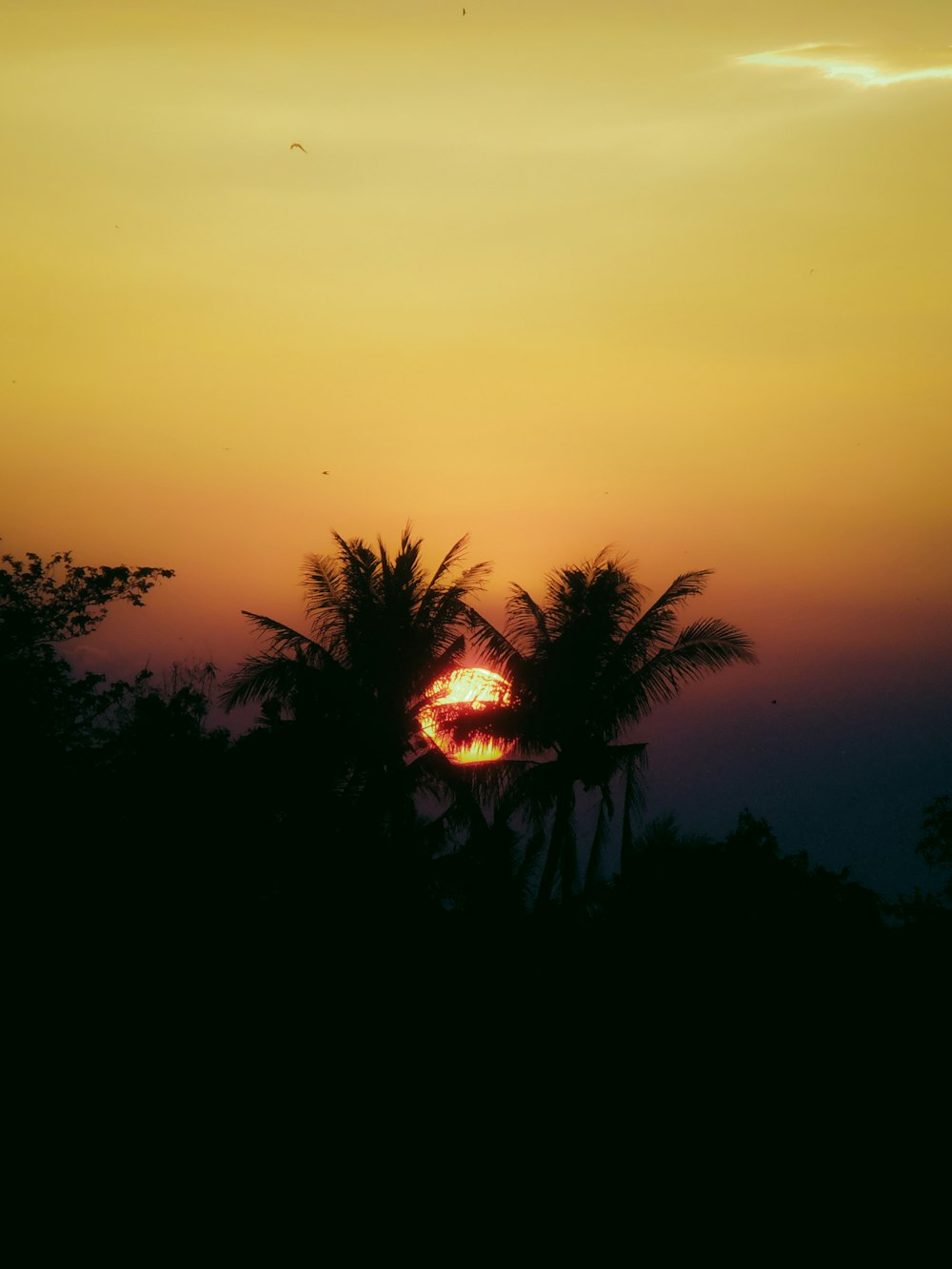 the sun is setting behind some palm trees