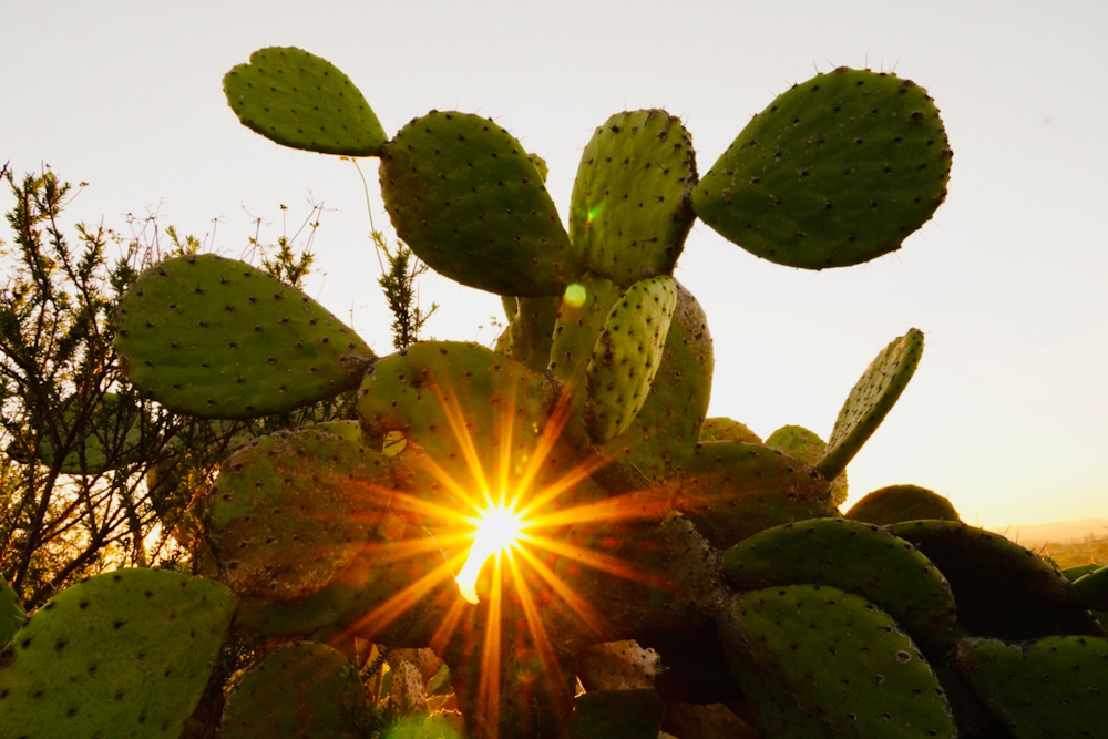 a cactus with the sun shining through it