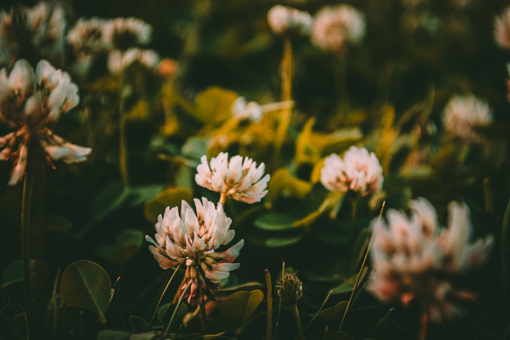 a bunch of flowers that are in the grass