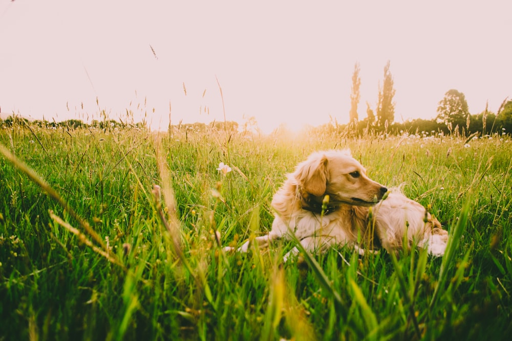a dog laying in a field of tall grass