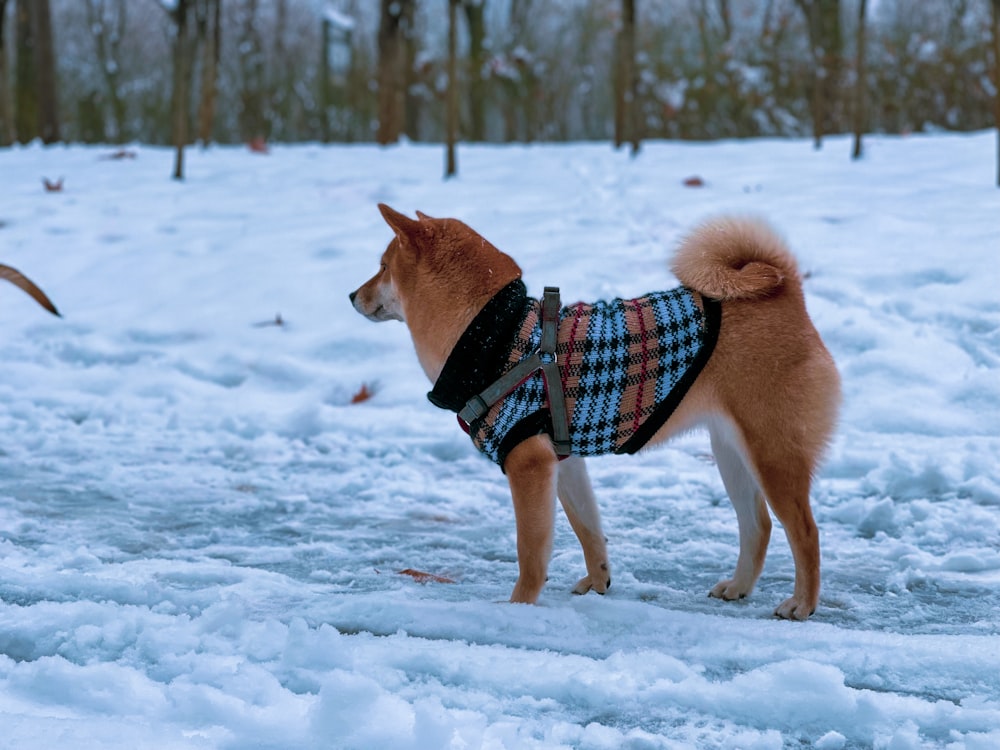 a dog wearing a sweater standing in the snow