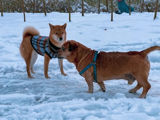 a couple of dogs standing on top of snow covered ground