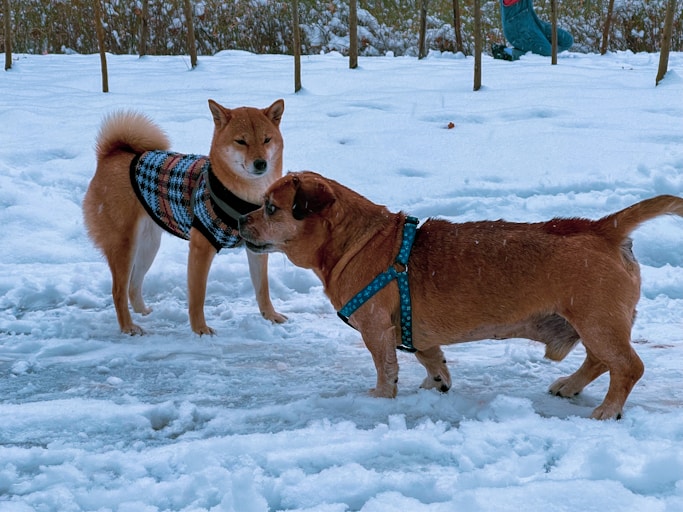 a couple of dogs standing on top of snow covered ground
