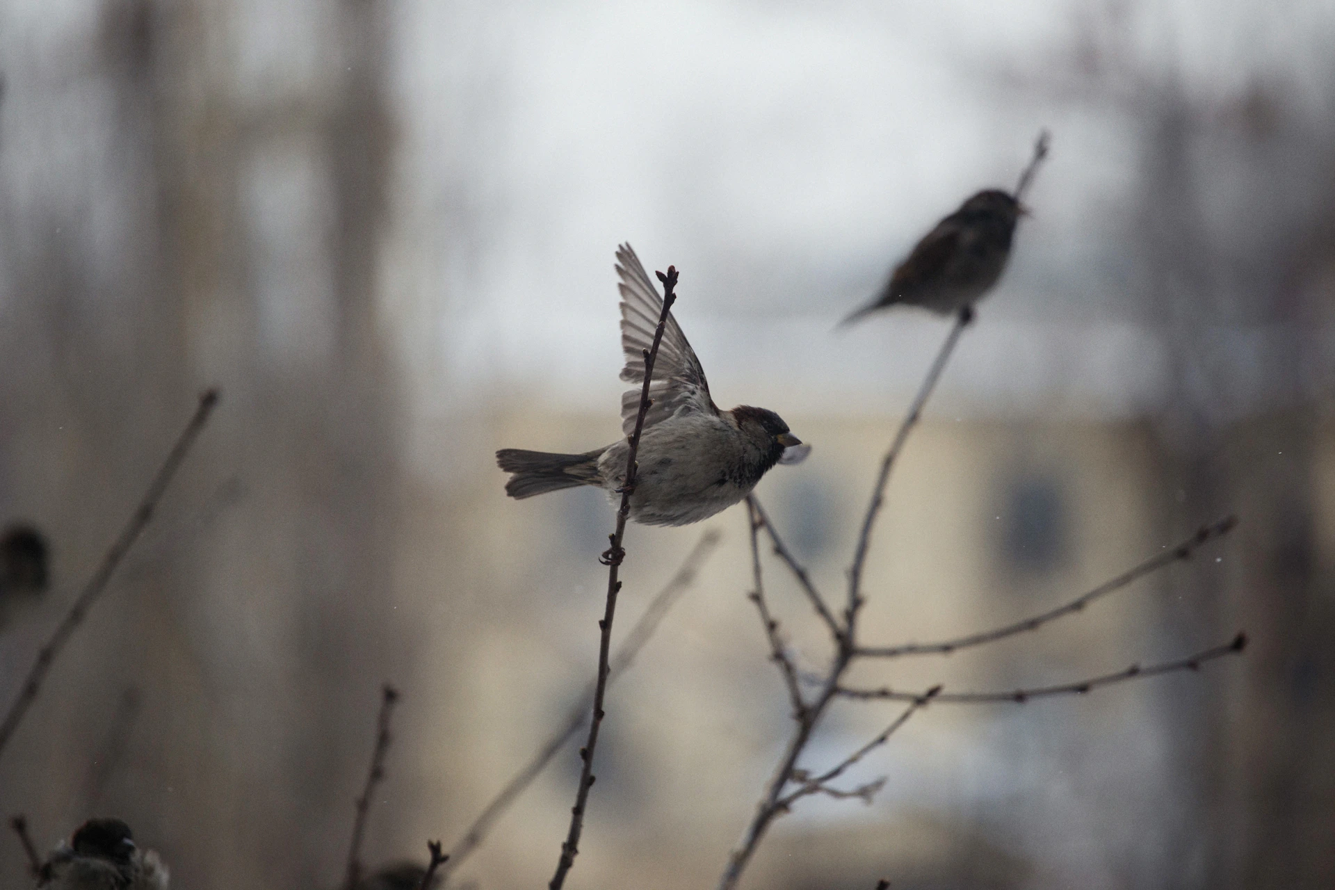 a couple of birds sitting on top of a tree branch