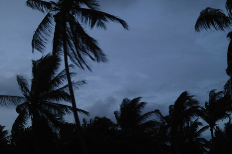 Palm trees blowing in a wind, silhouetted against a dark sky