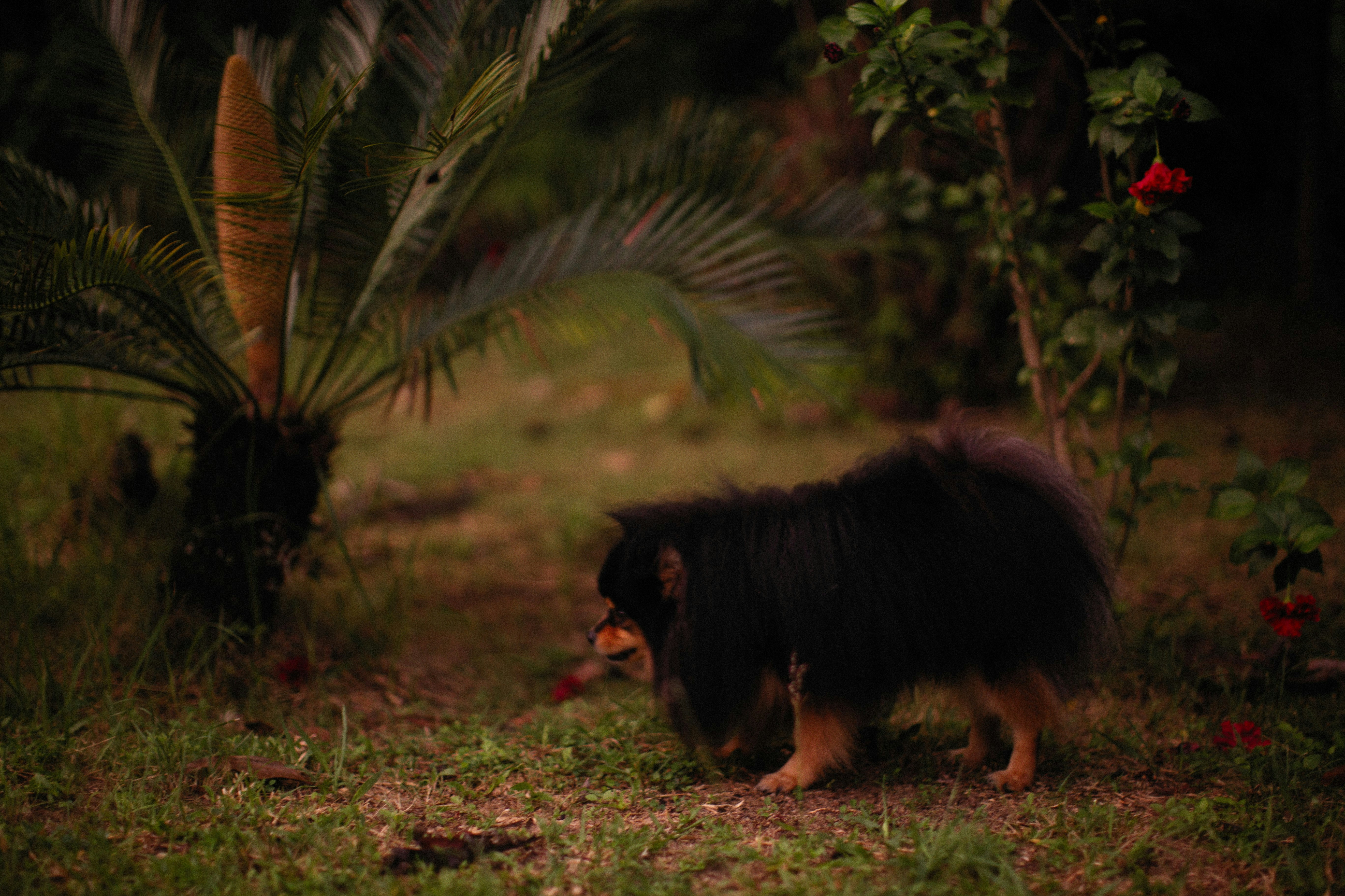 Tout savoir avant d’acheter un Dachshund : guide complet et prix