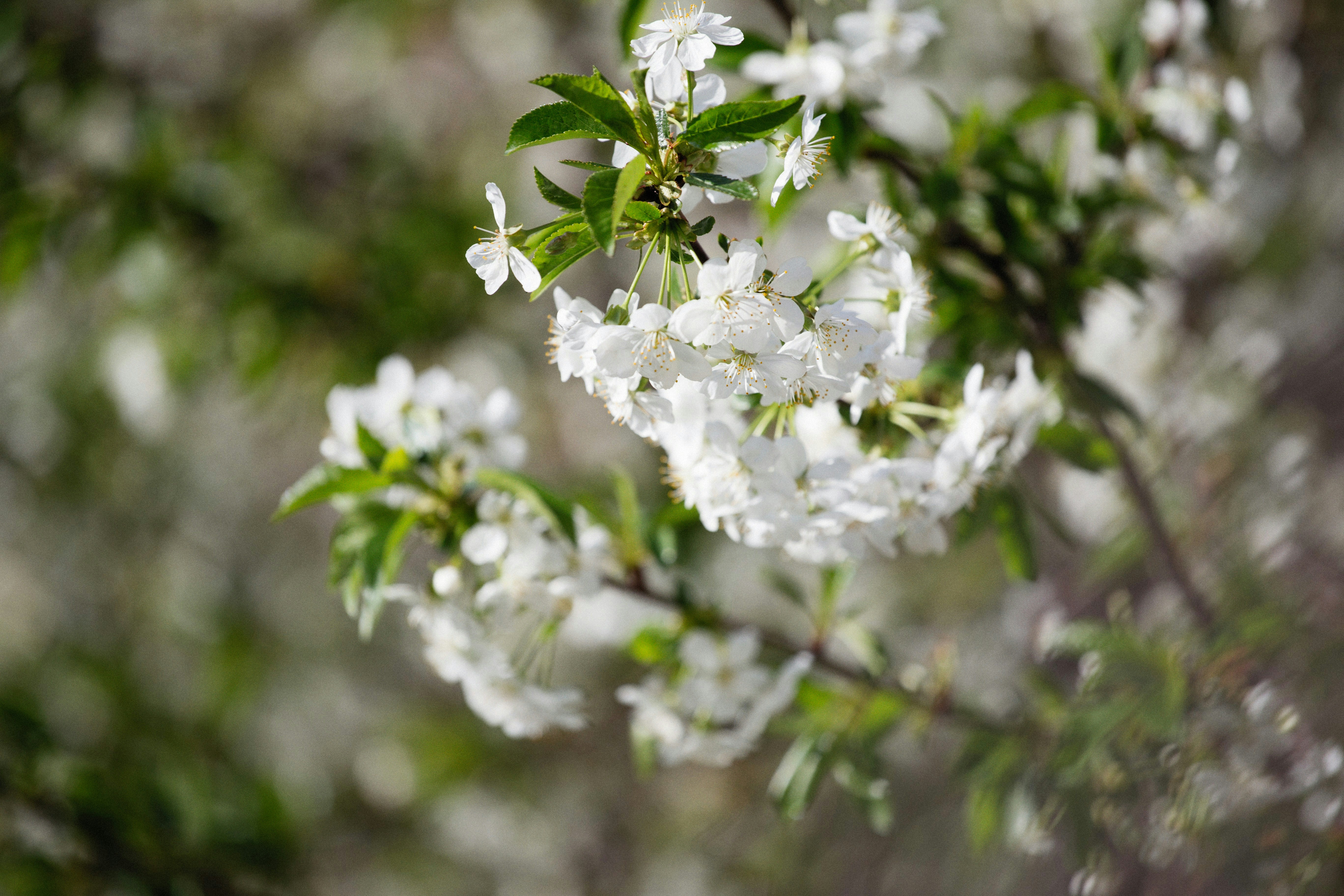 Photo by alexeydemidov