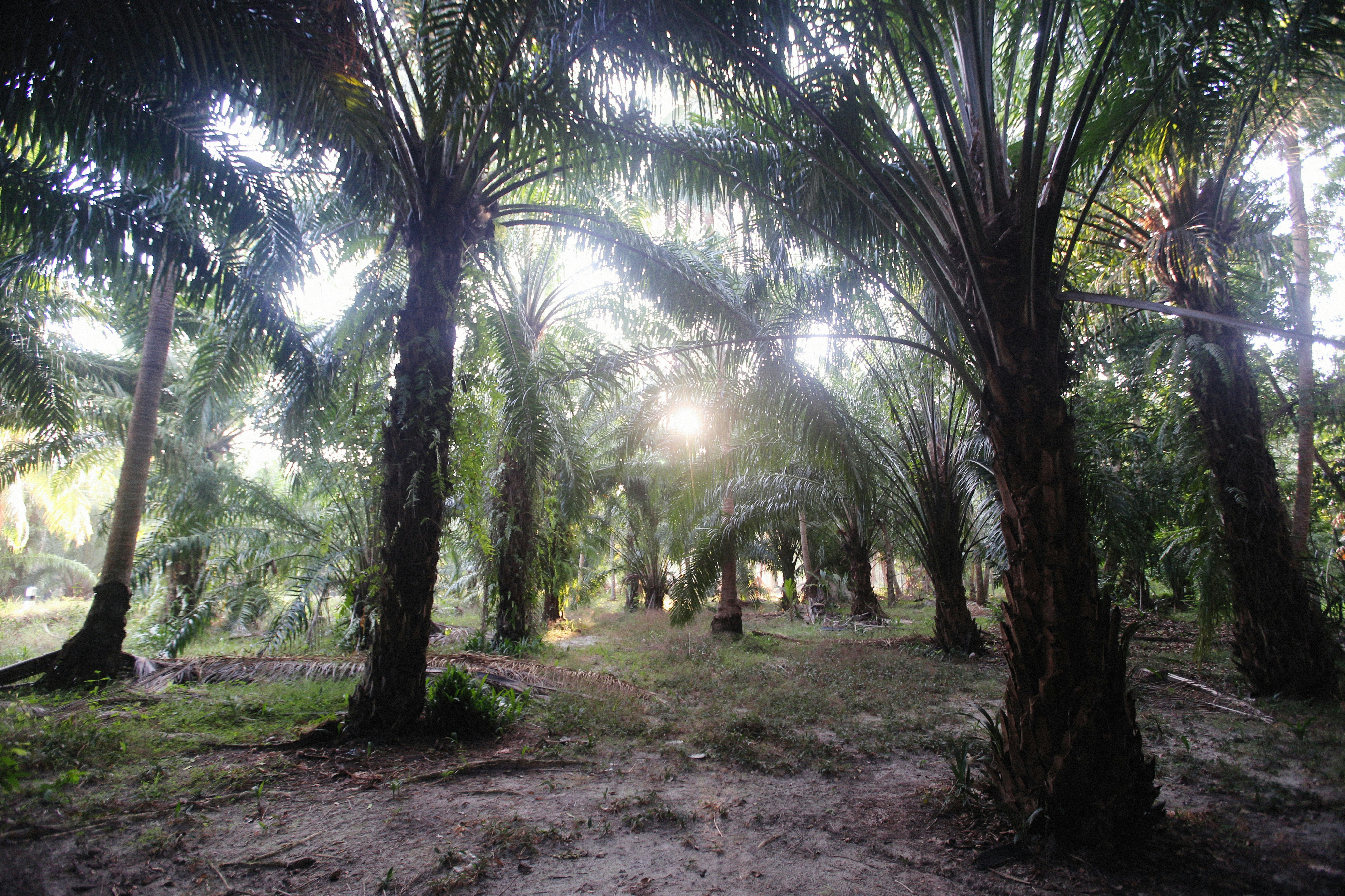 マレーシアのパーム油発電は？持続可能性と食料競合関連画像