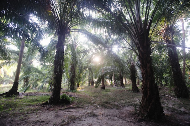 the sun shines through the trees in the forest