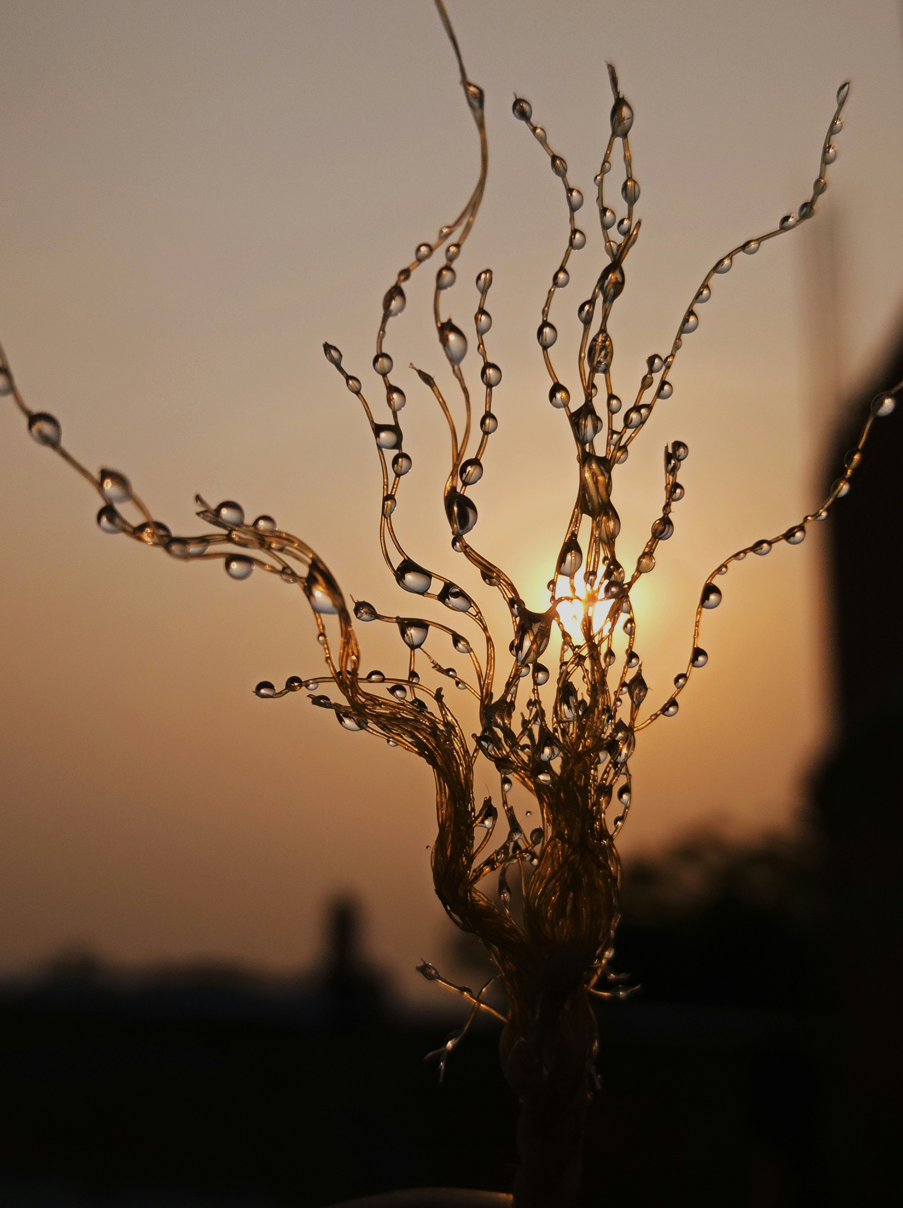 eine Nahaufnahme einer Pflanze mit Wassertropfen darauf