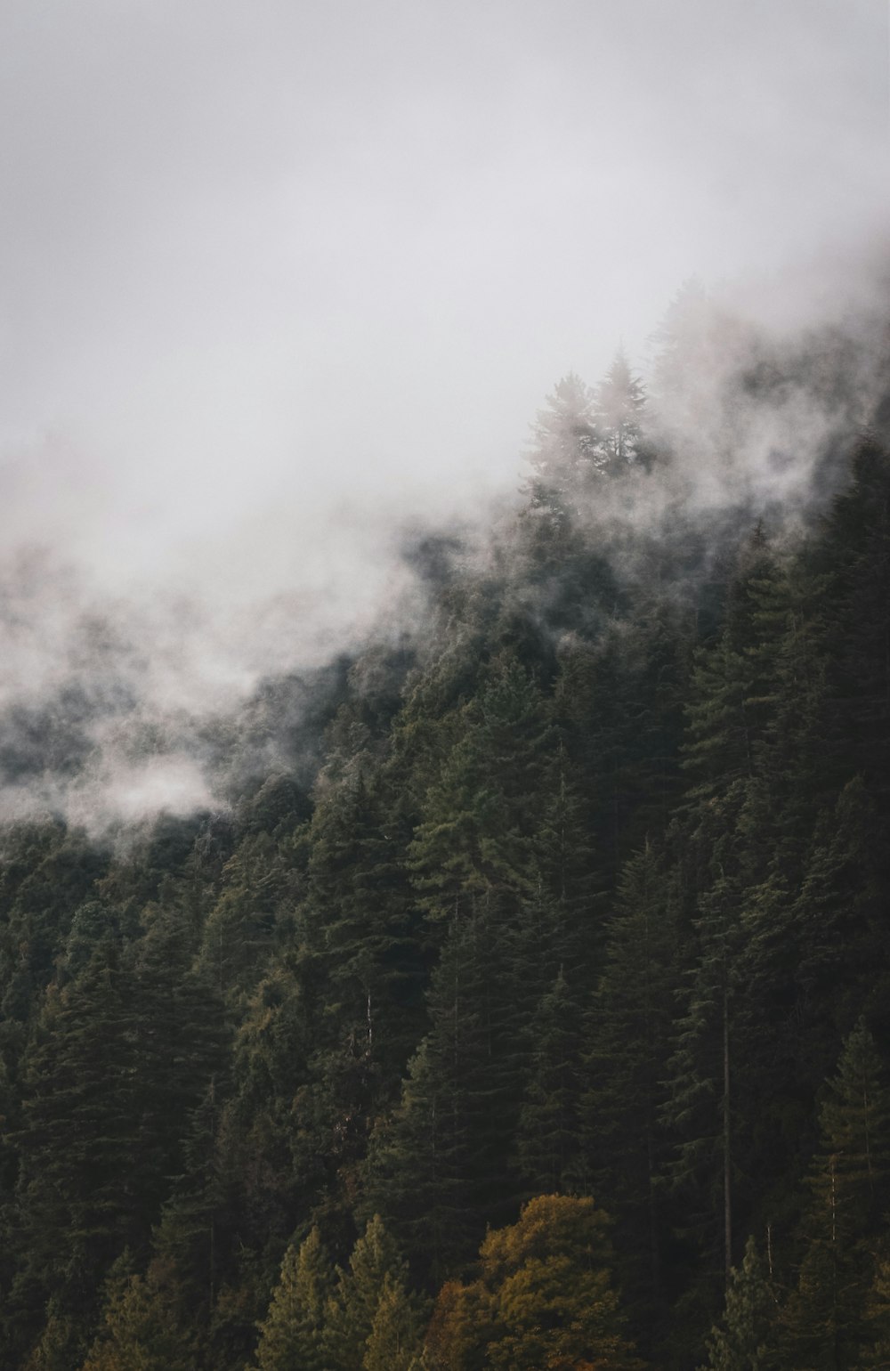 a mountain covered in fog with trees in the foreground