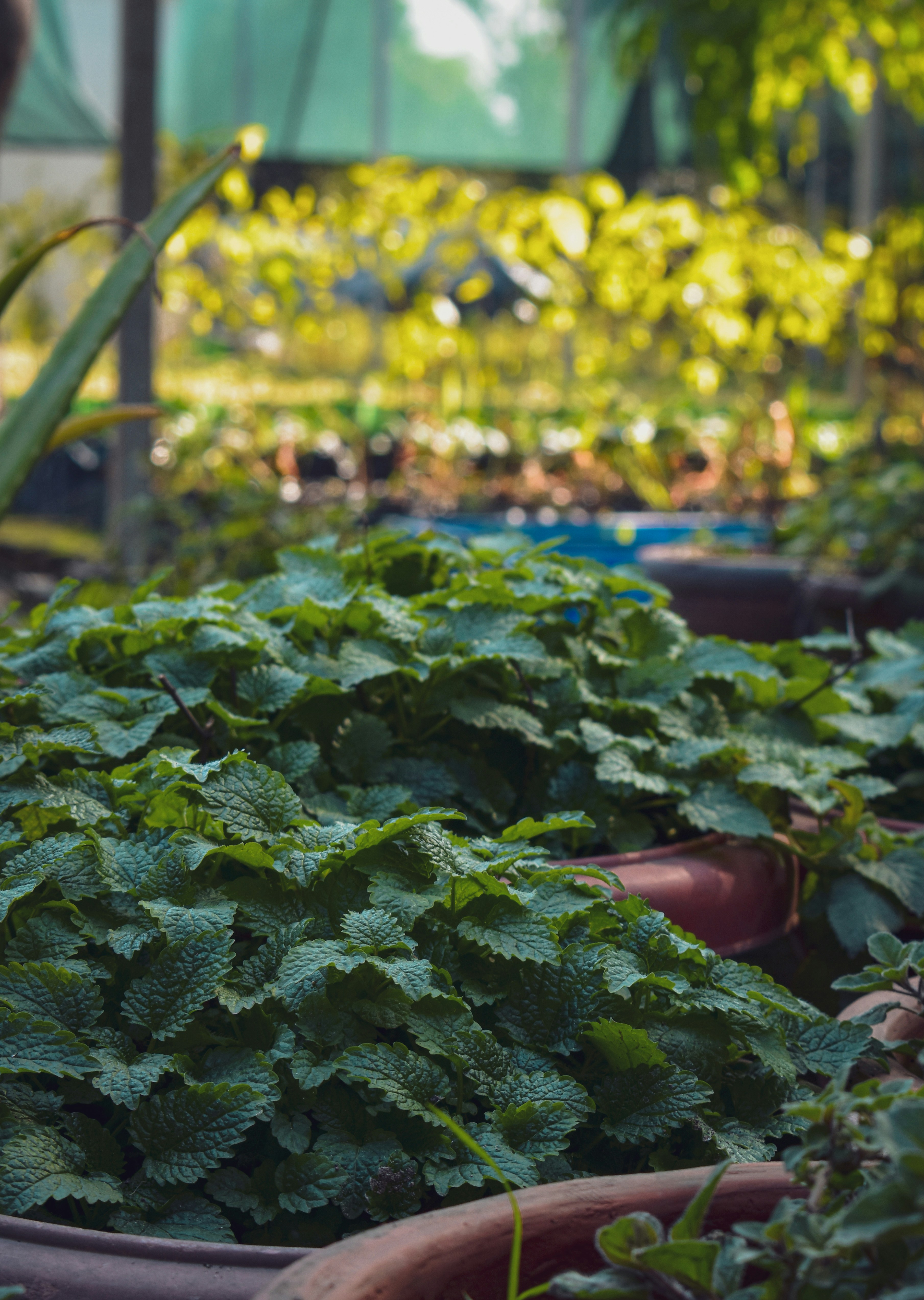 Photo by siddhhartha