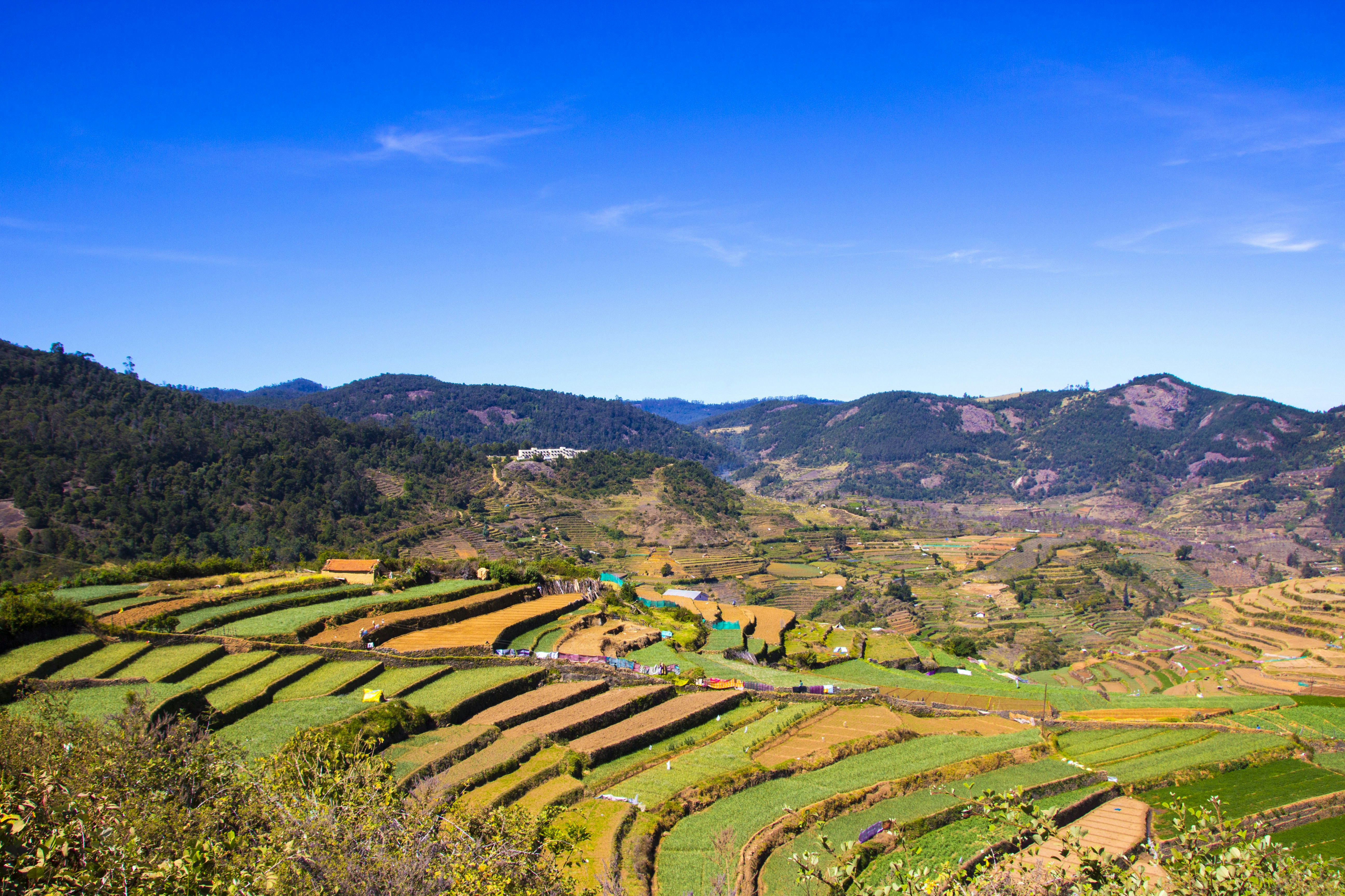 A scenic view of a rice field with mountains in the background photo ...