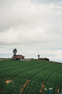 A lush green agricultural field stretches into the distance. A small wooden cabin with a red tile roof sits at the edge of the field, surrounded by a wooden fence. Two tall trees stand next to the cabin, and several colorful flags are planted in the ground. The sky is overcast, with thick, gray clouds.