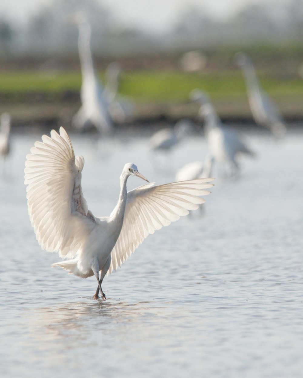 a large white bird standing on top of a body of water