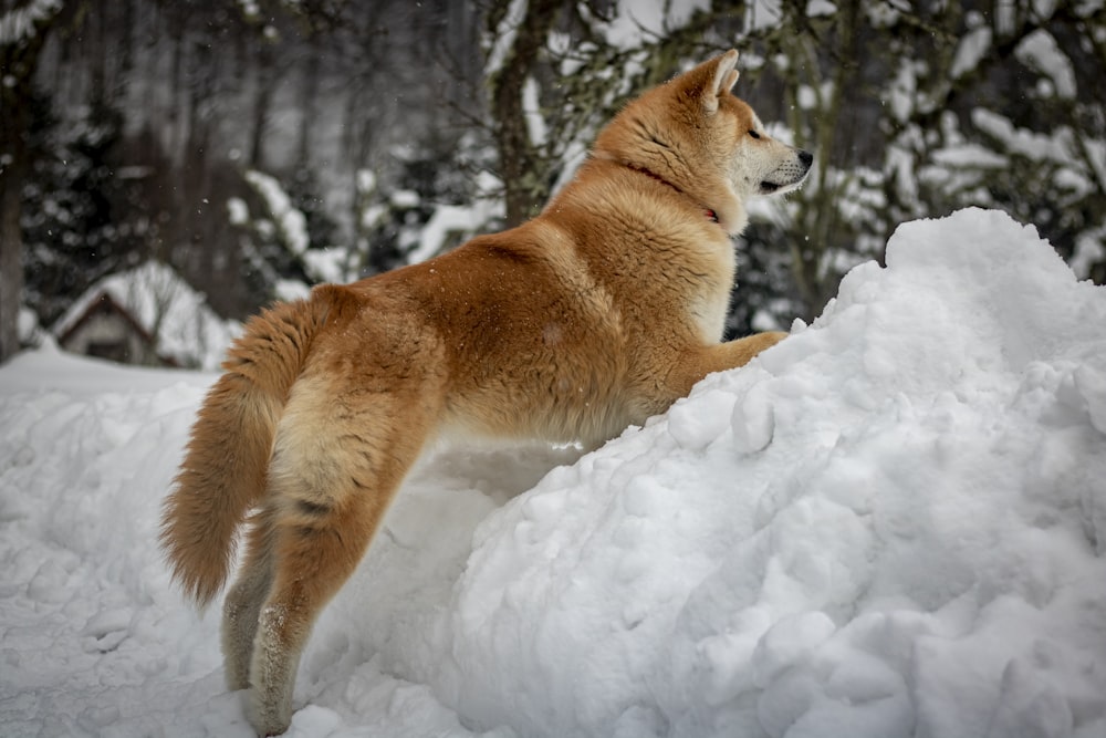 a brown dog standing on top of a pile of snow