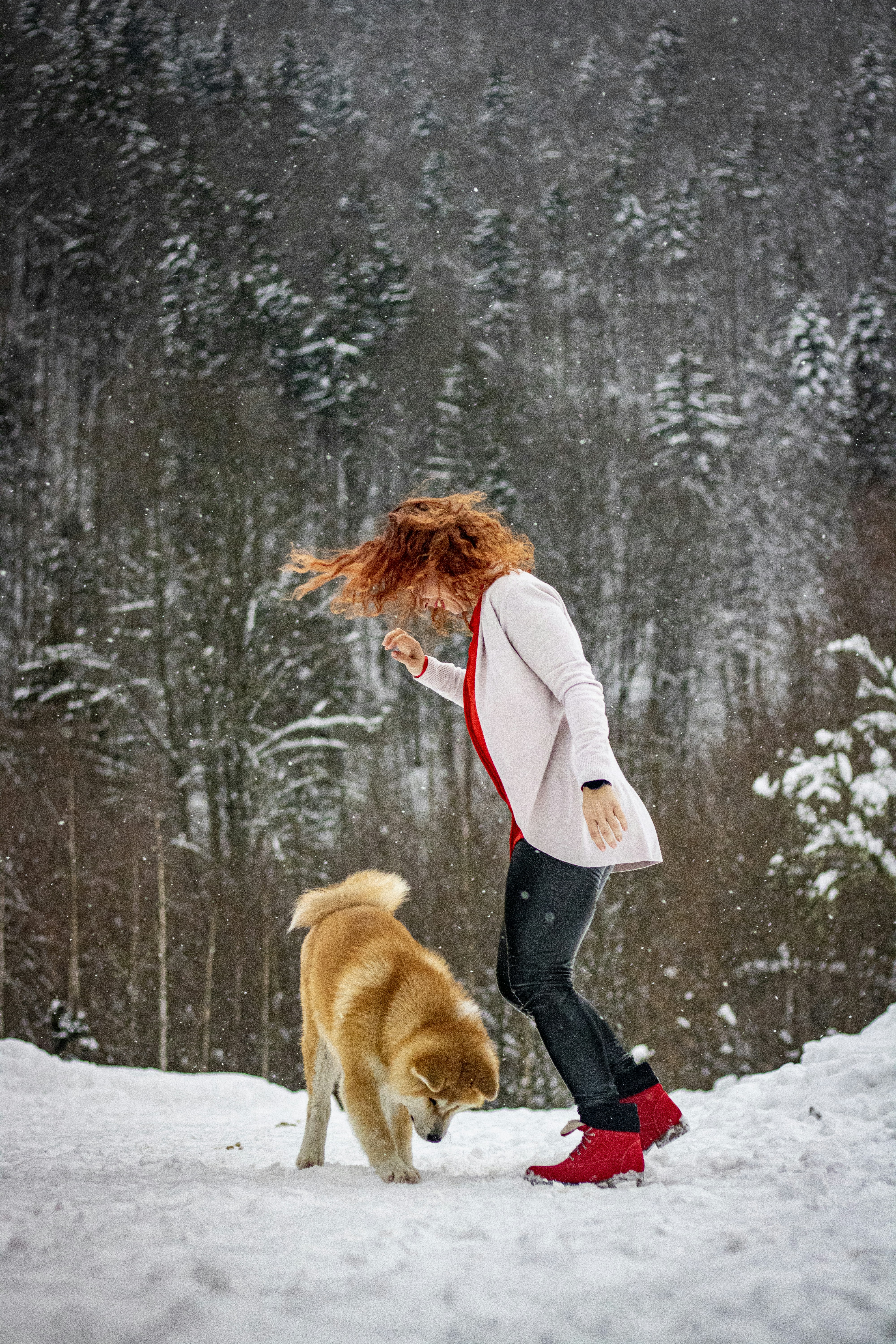 Red-haired woman playing with an Akita dog in falling snow