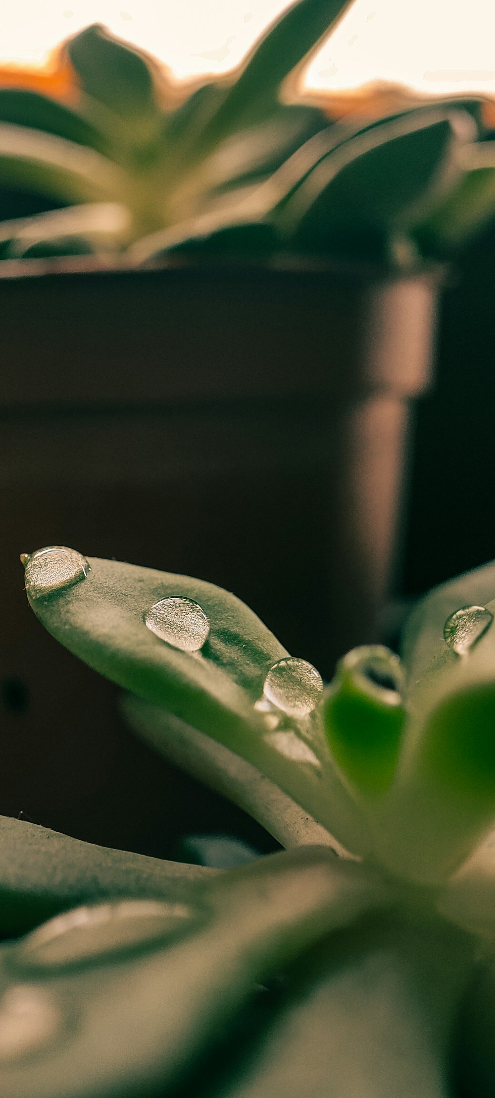 a close up of a plant with water droplets on it