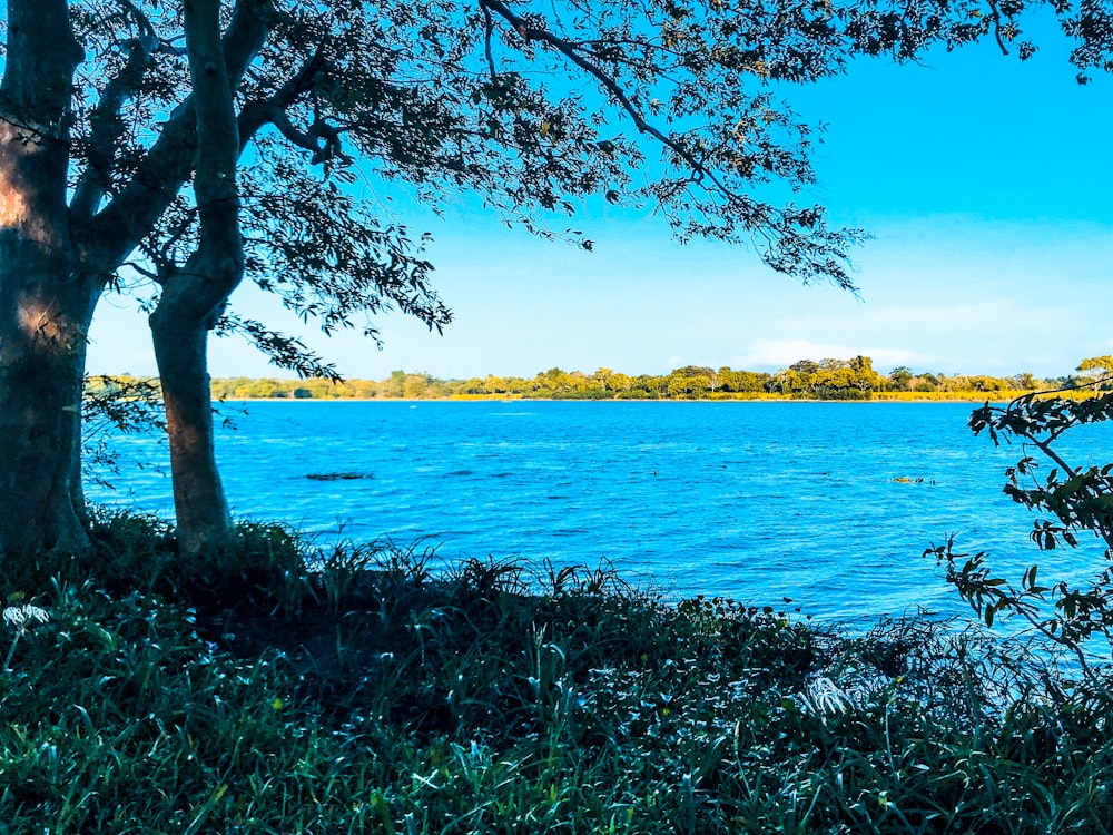 a body of water surrounded by trees and grass