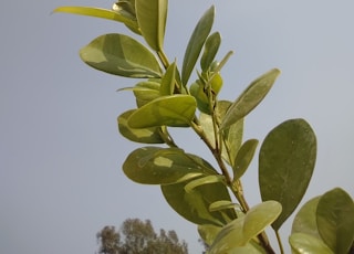 The ficus genus of ornamental plants  which are very popular for growing indoors