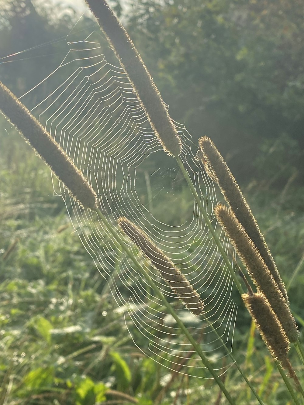 a spider web in the middle of a field