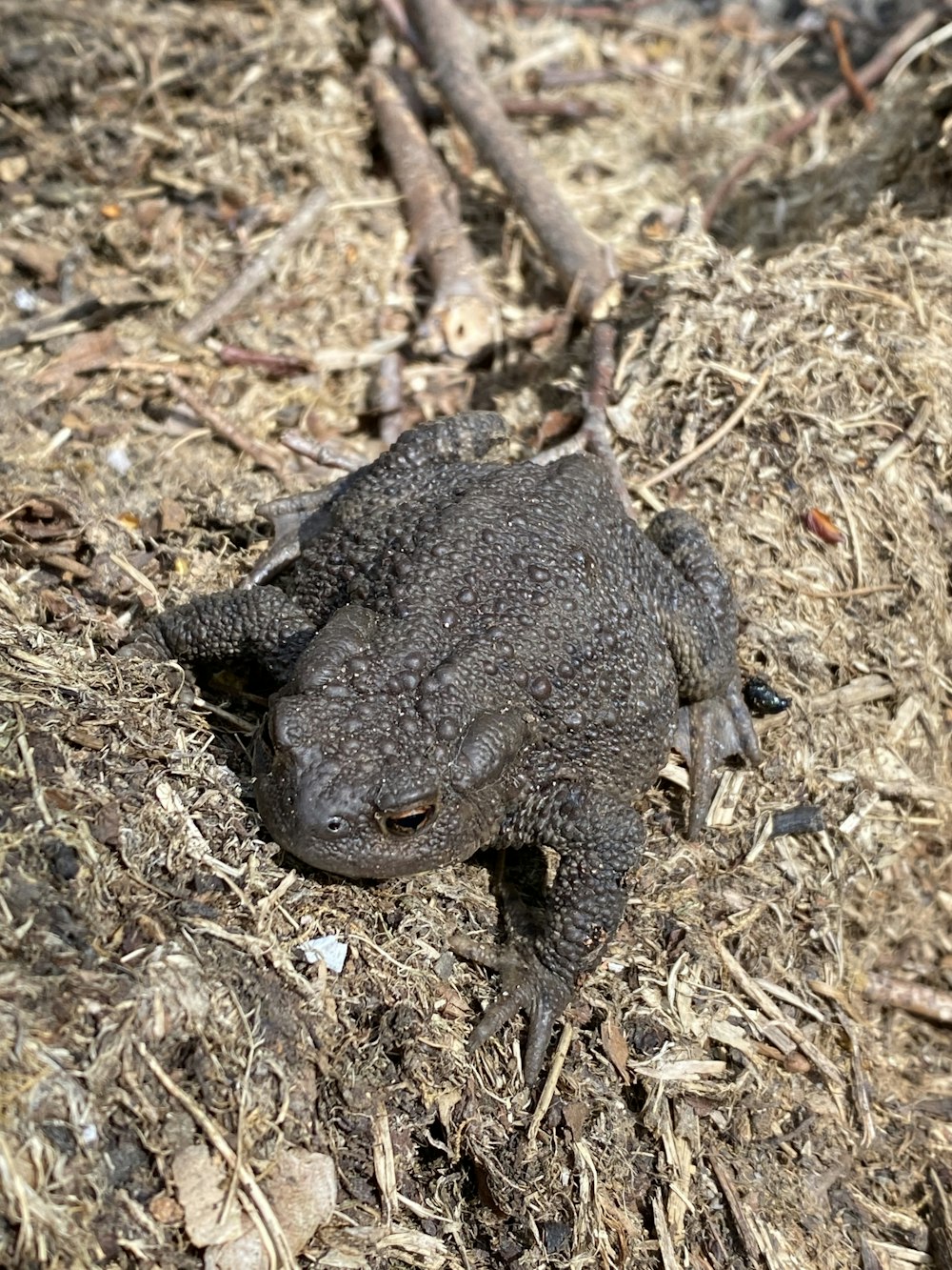 a small black animal laying on top of dry grass