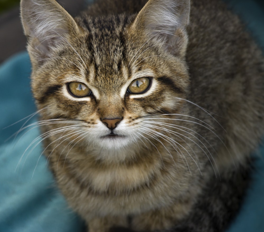 a close up of a cat on a blanket