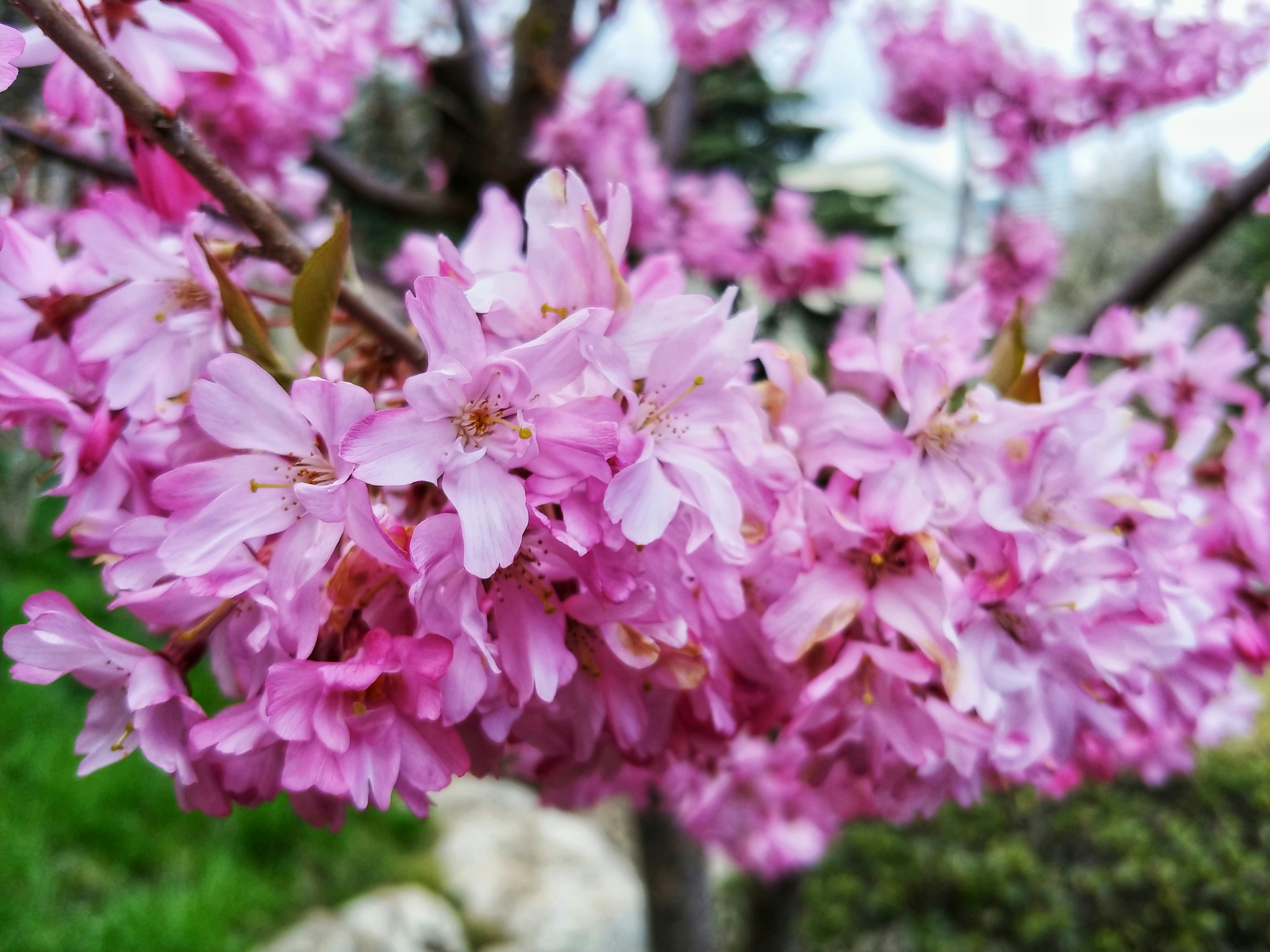 a tree with pink flowers in a park