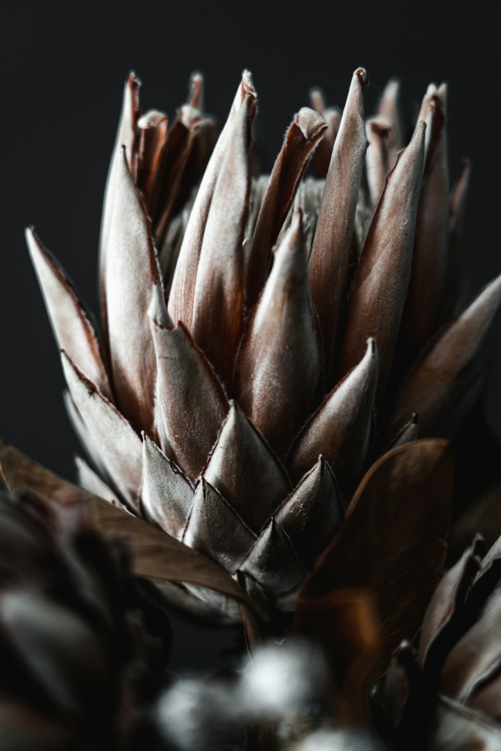 a close up of a flower on a black background