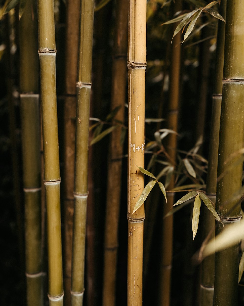 a close up of a bamboo tree with lots of leaves