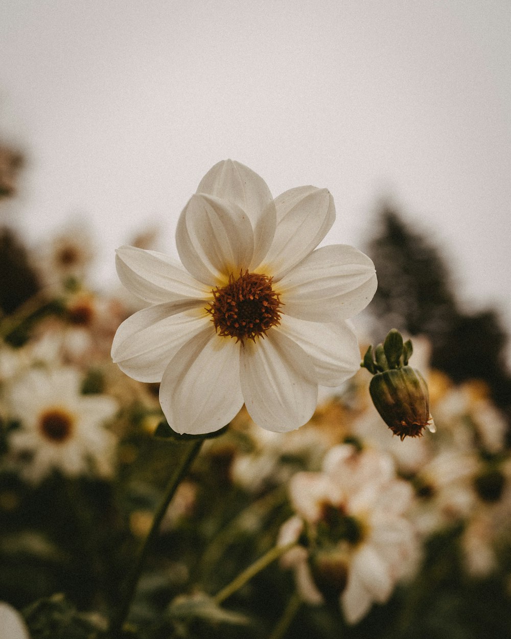 a large white flower with a yellow center