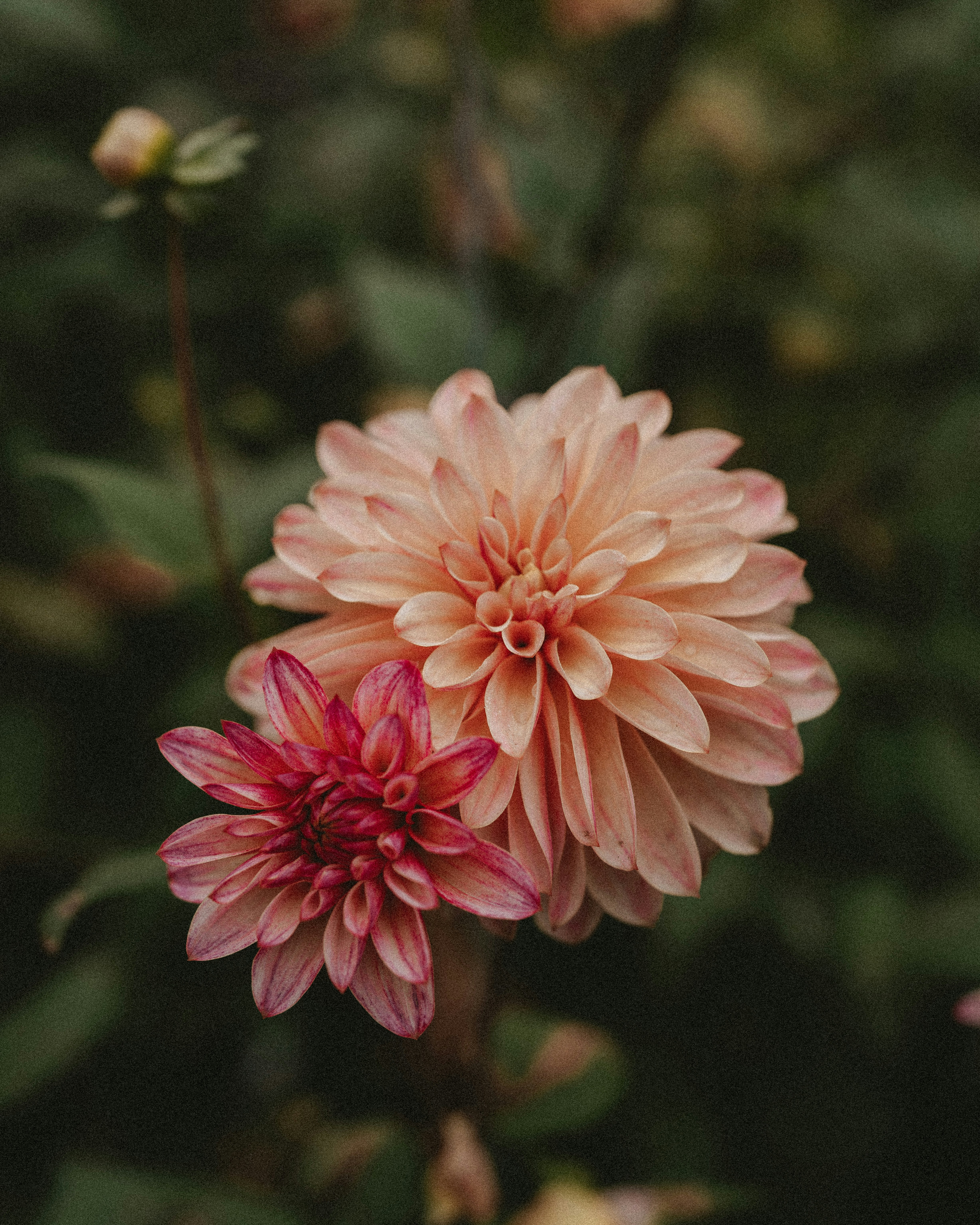Gros plan d'une fleur avec un arrière-plan flou photo – Image gratuite de  Fond d'écran sur Unsplash, image size:3000x3750
