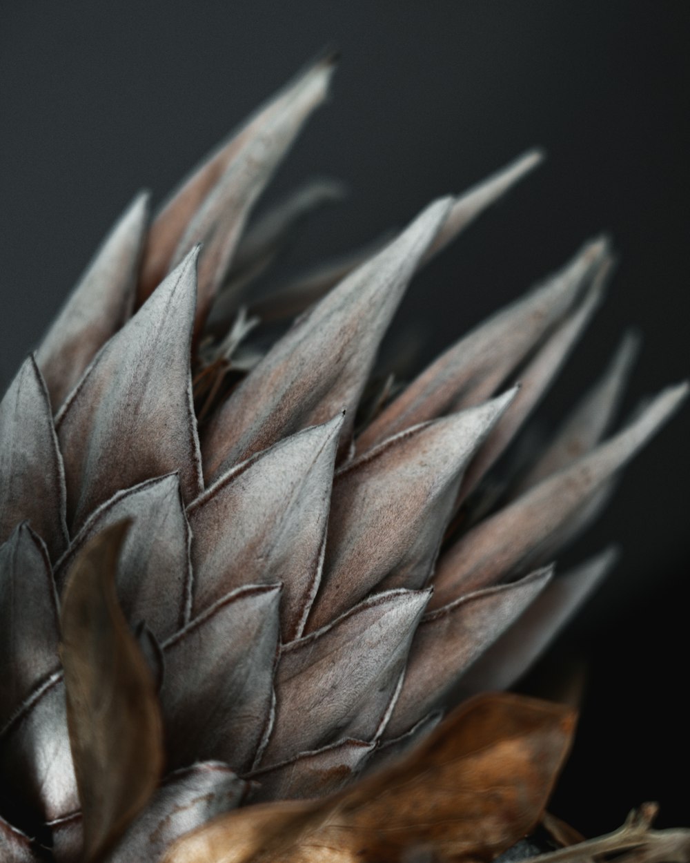 a close up of a flower on a black background