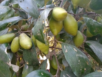 Importancia de la Identificación Precisa de Frutas en la Producción Agrícola